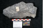 Foto (Objekt + Etikett) von Noeggerathia palmaeformis Goeppert (NHMW-GEO-2024-0188-10730)